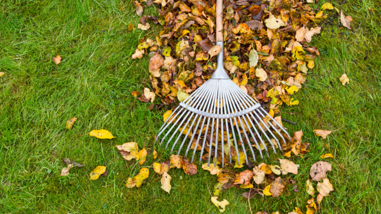 Landscape Maintenance Tips Transitioning to Autumn