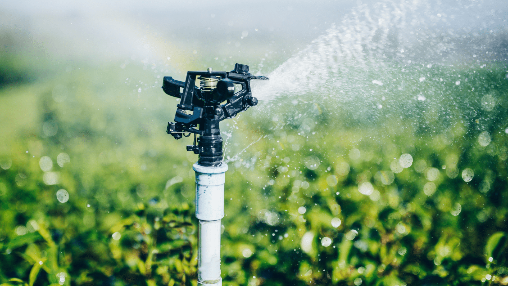 Smart Irrigation Solutions How Technology Is Revolutionizing Water Management in Franklin