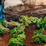 landscaper pouring mulch into garden