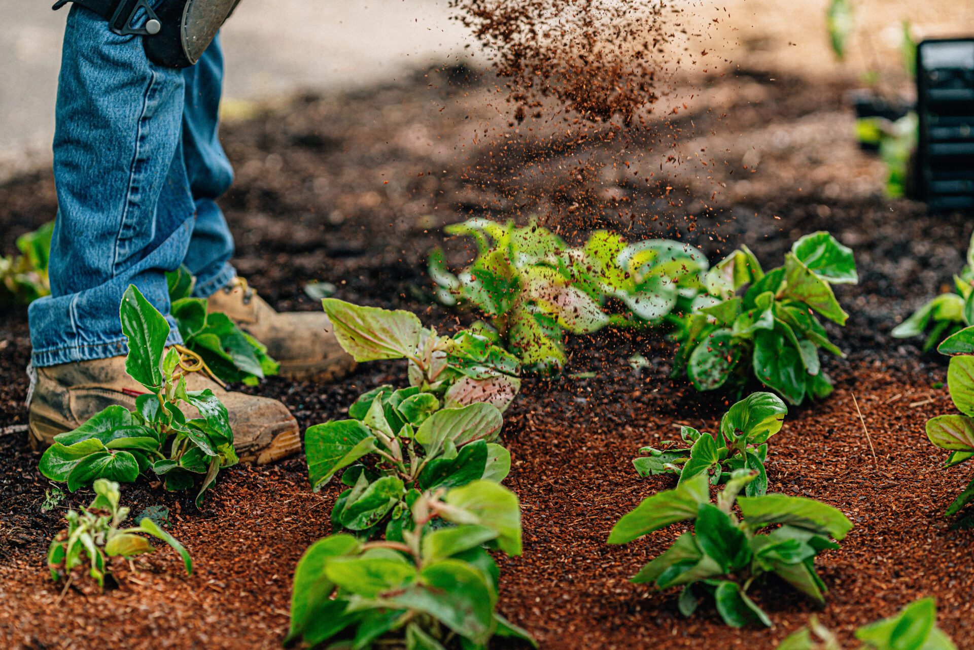 landscaper pouring mulch into garden