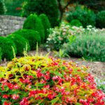 beautiful plant landscaping services